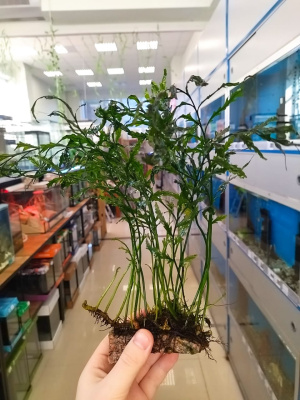 Папоротник Болбитис на камне, шт